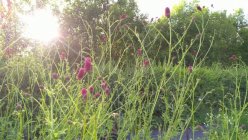 Sanguisorba officinalis 'Arnhem' Кровохлёбка